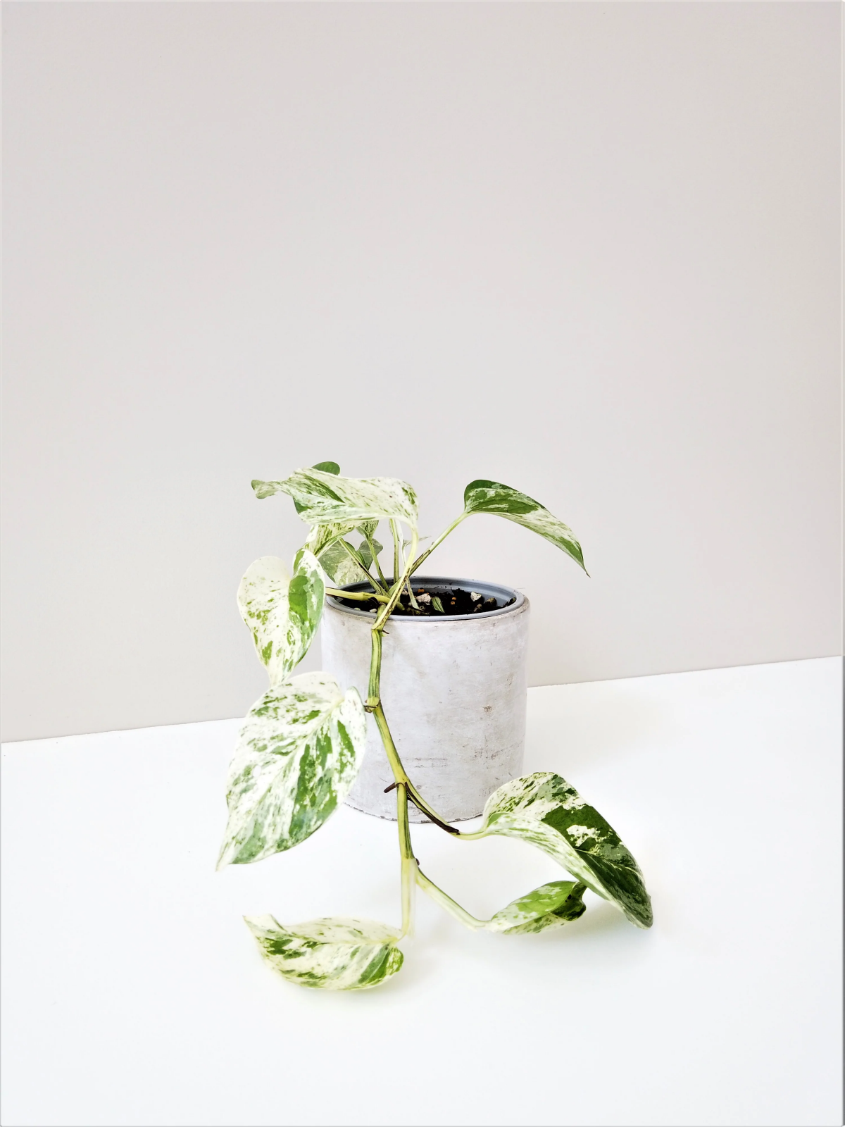caring for marble queen pothos.jpg