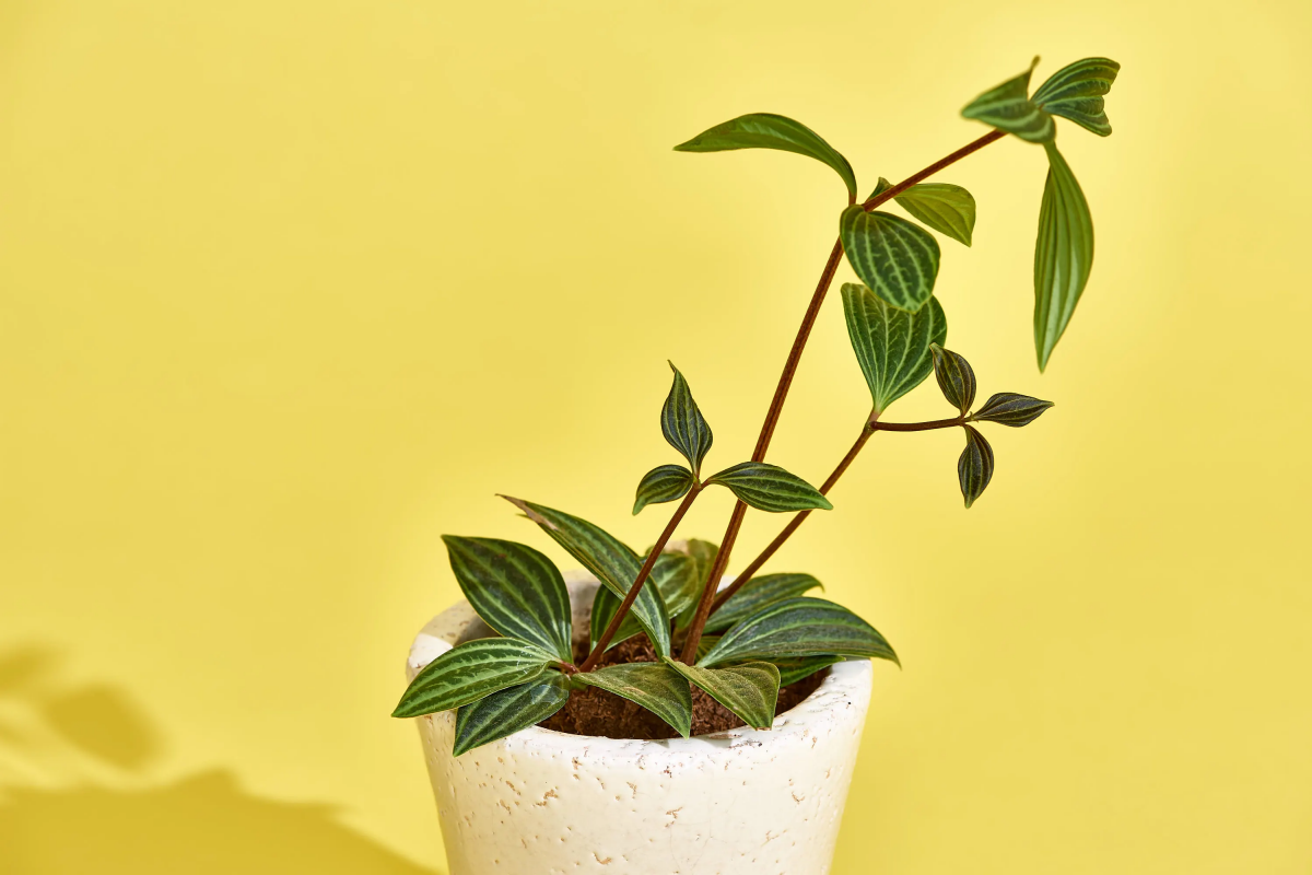caring for peperomia