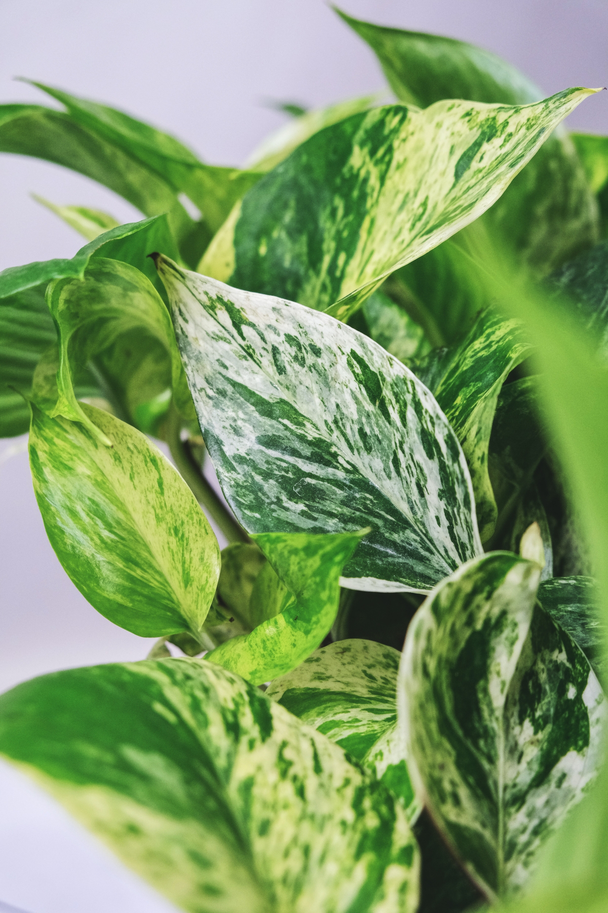 caring for pothos marble queen