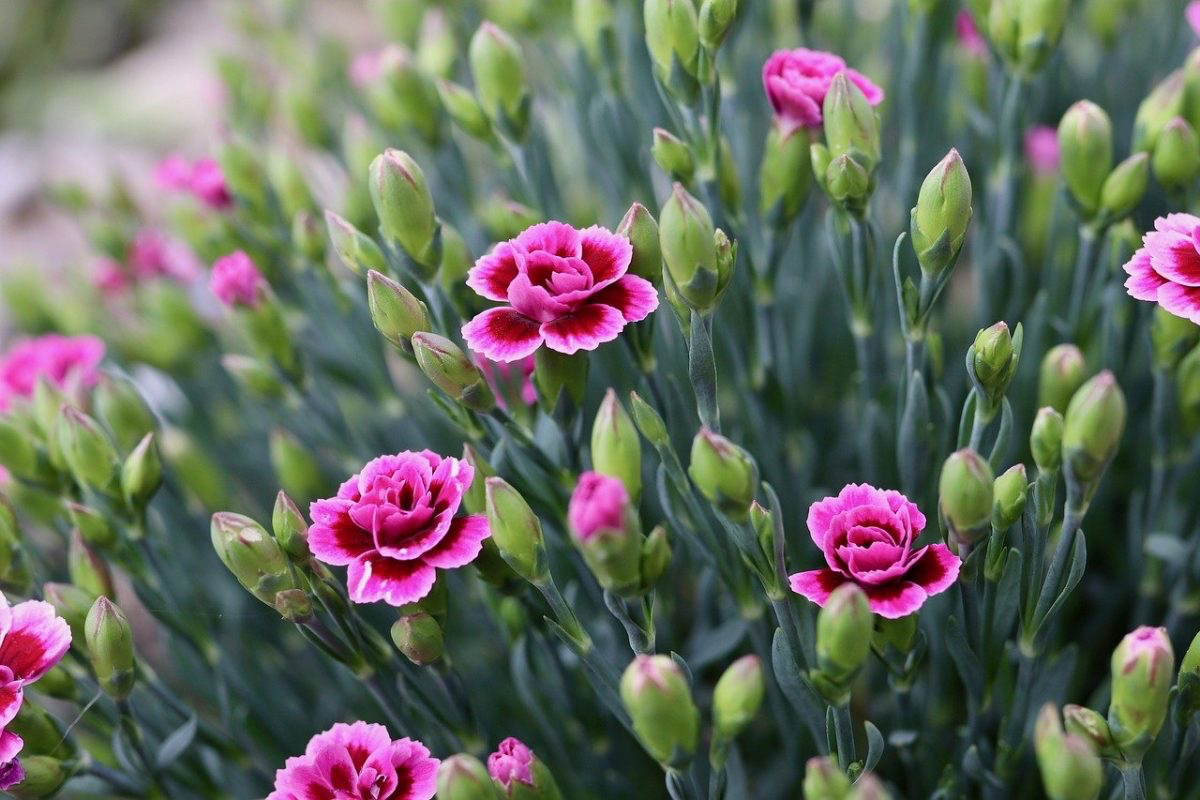 carnation planting guide care work