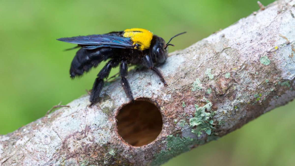 carpenter bee on a stick