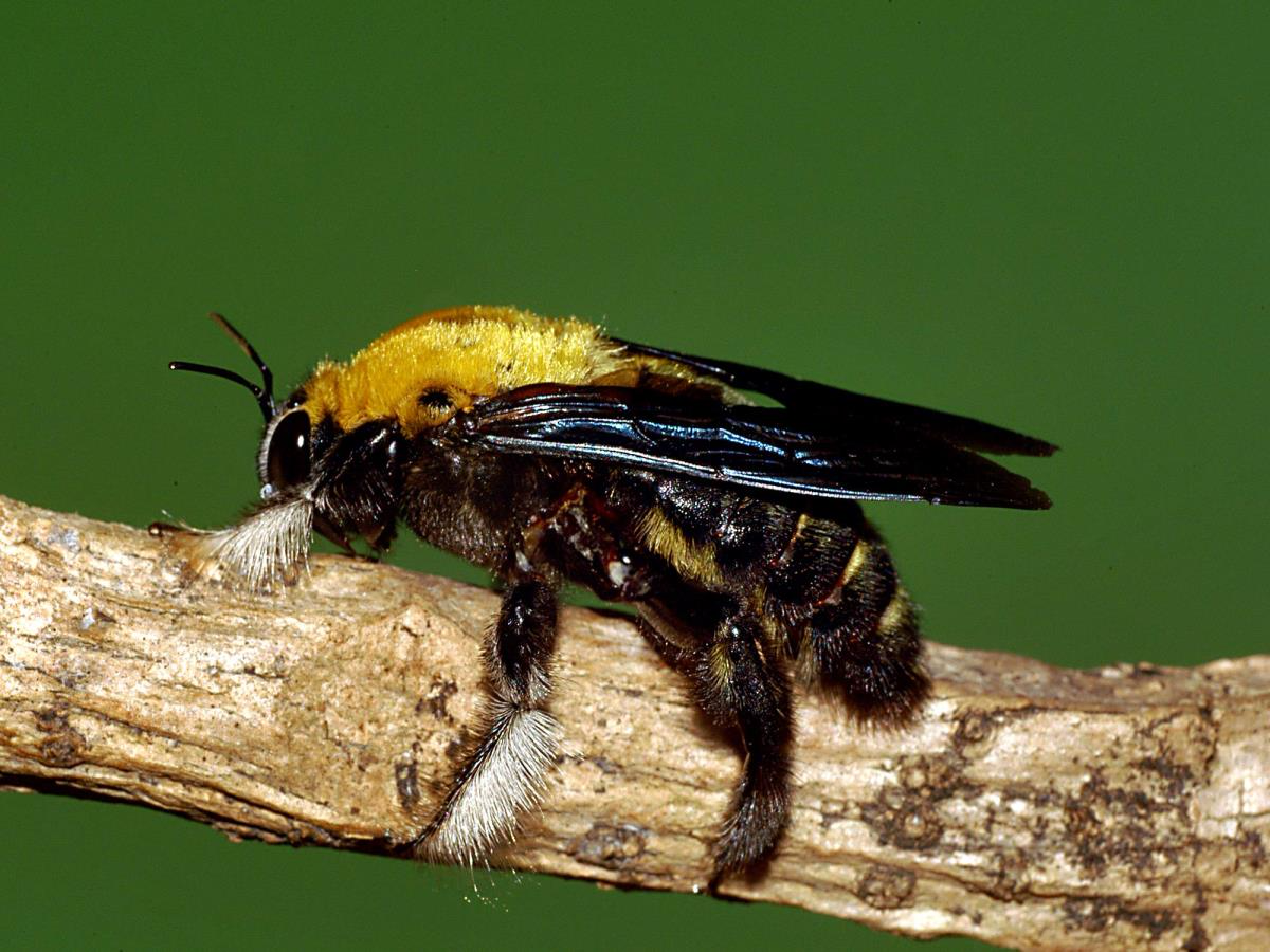 carpenter bee on stick