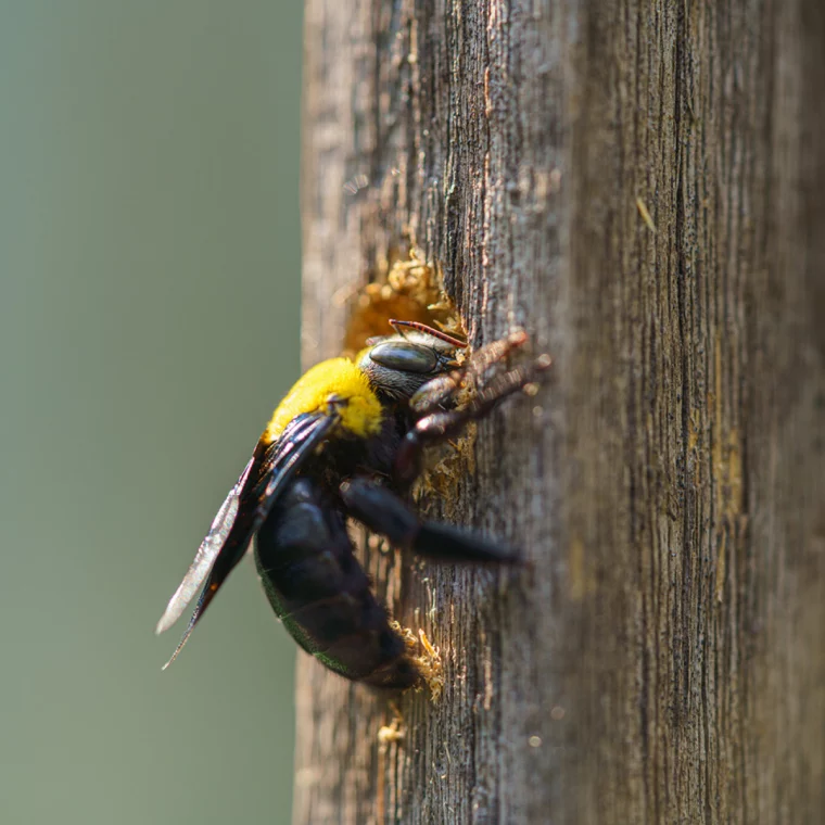 carpenter bee traps carpenter bee digging in wood