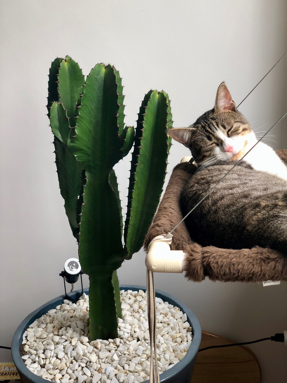 cat sleeping next to cactus
