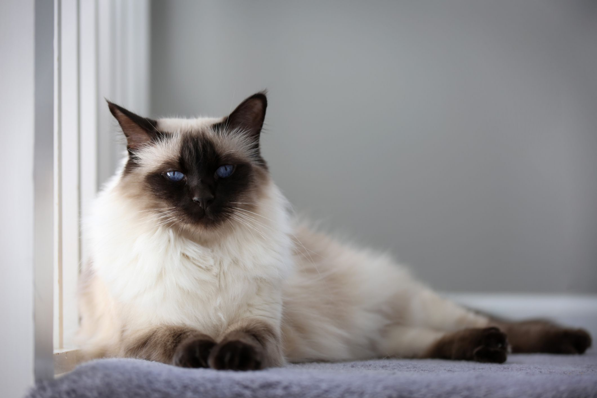 cats that dont shed balinese cat