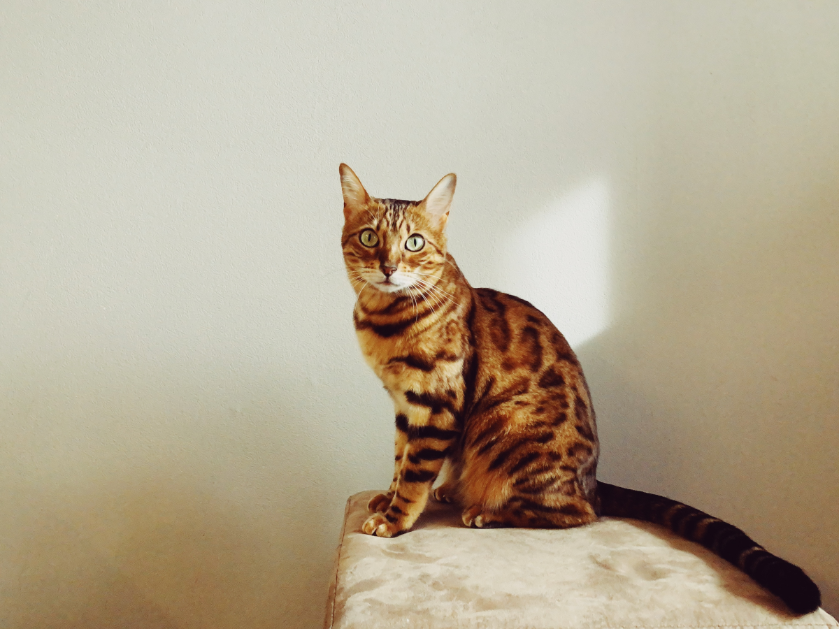 cats that dont shed bengal cat