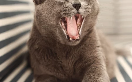 cats that dont shed russian blue cat yawning