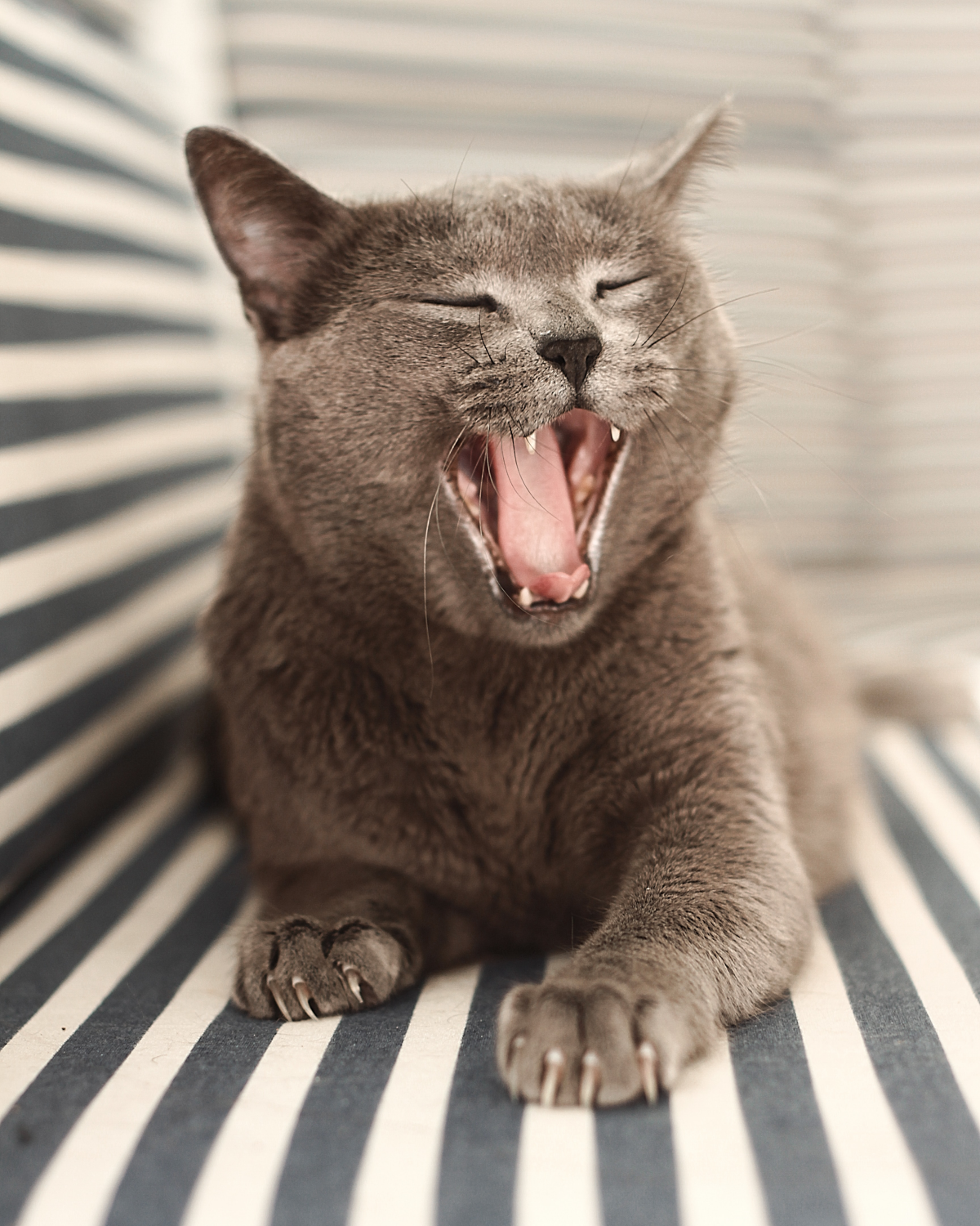 cats that dont shed russian blue cat yawning