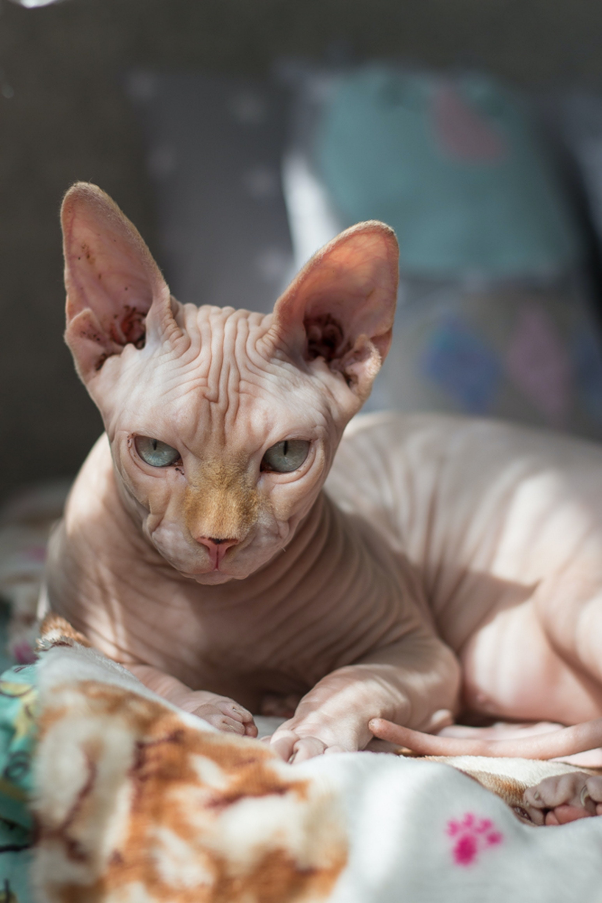cats that dont shed sphynx cat with blue eyes