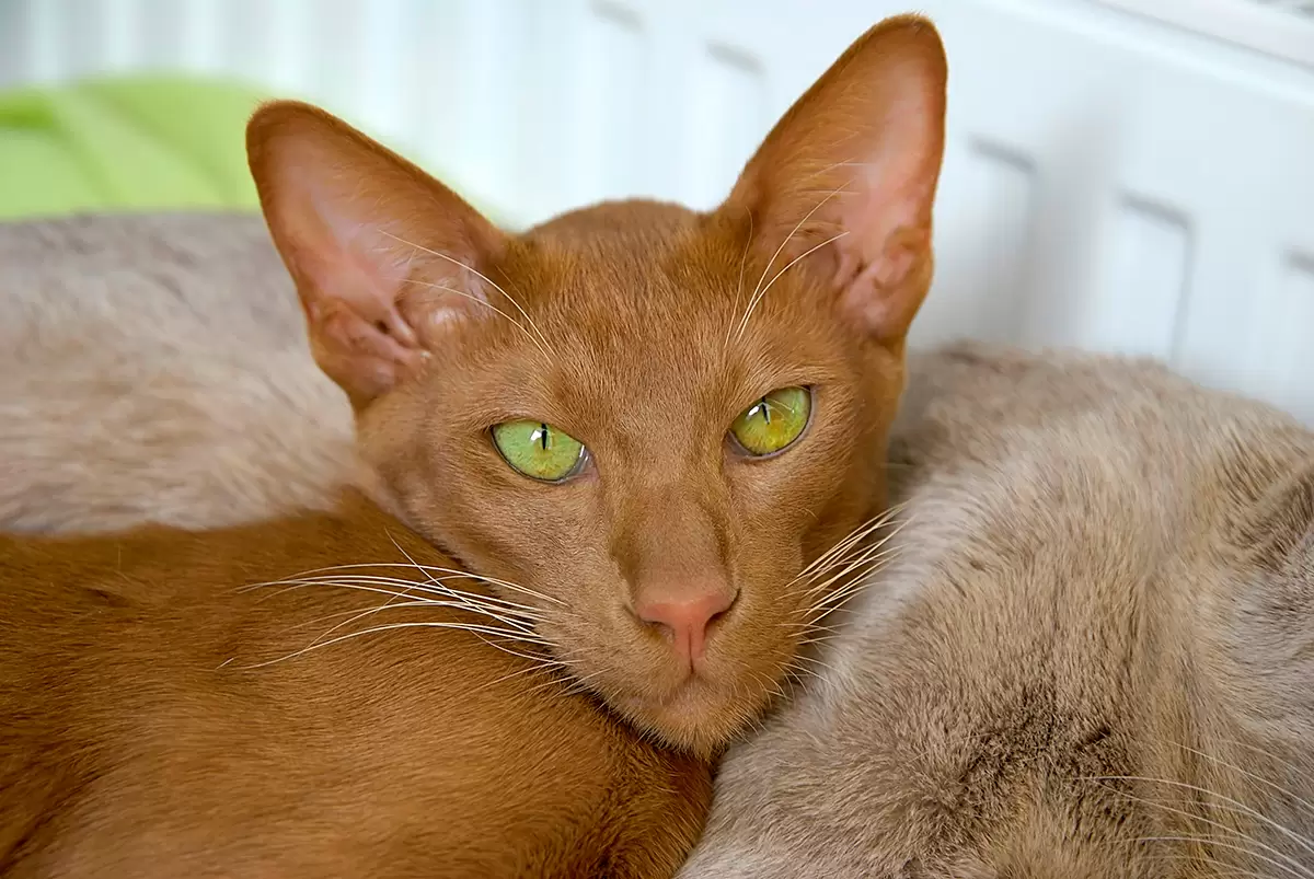 cinnamon oriental shorthair