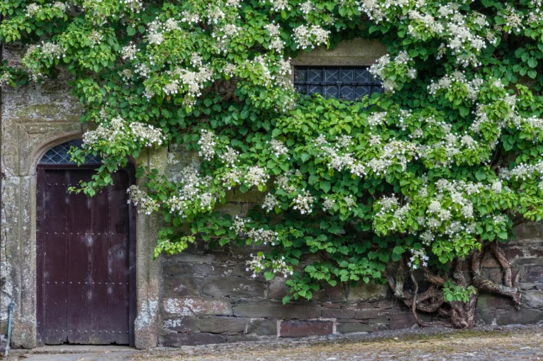 climbing hydrangea winter care climbing on wall