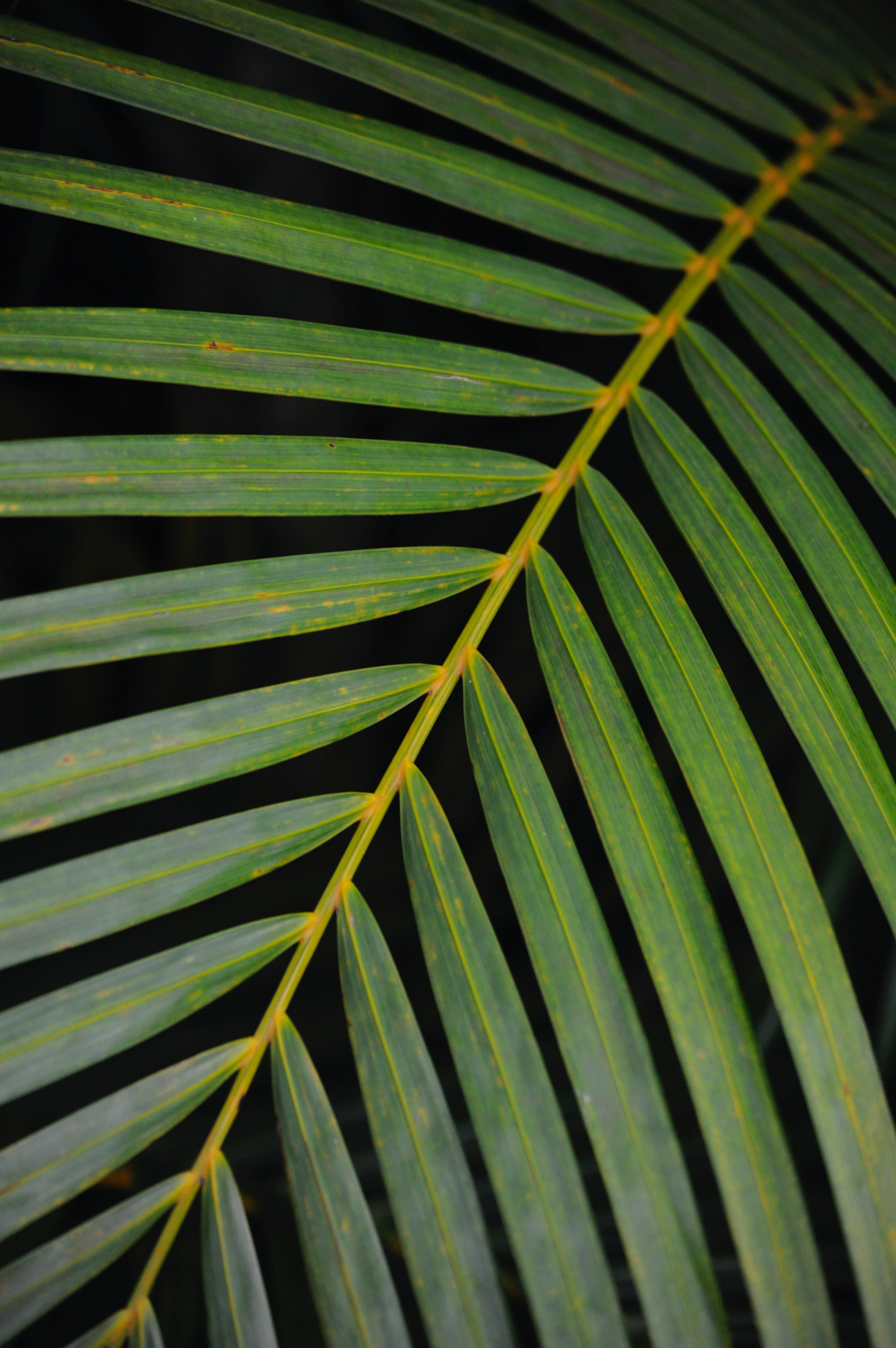 close up of palm leaf