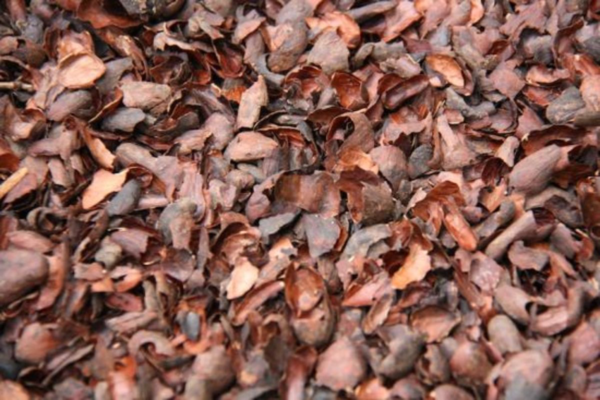 cocoa hulls for mulching