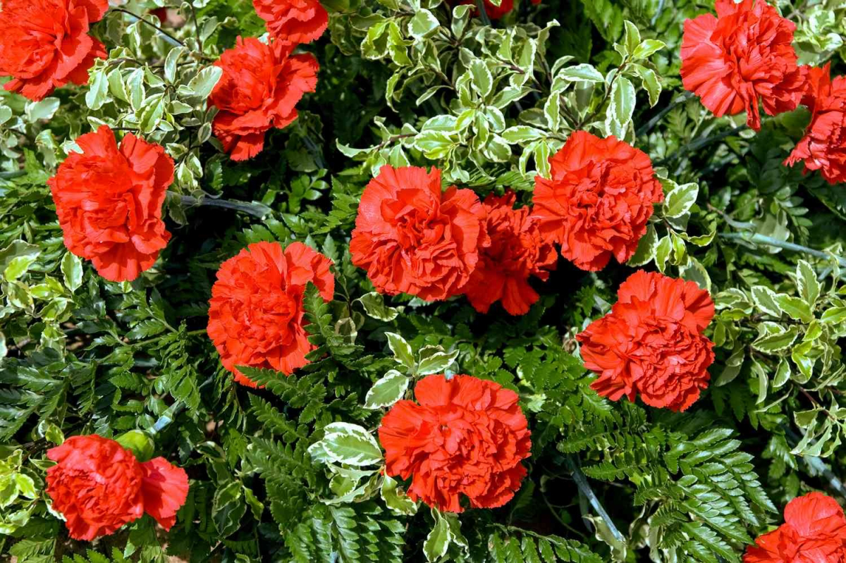 colors of carnations red