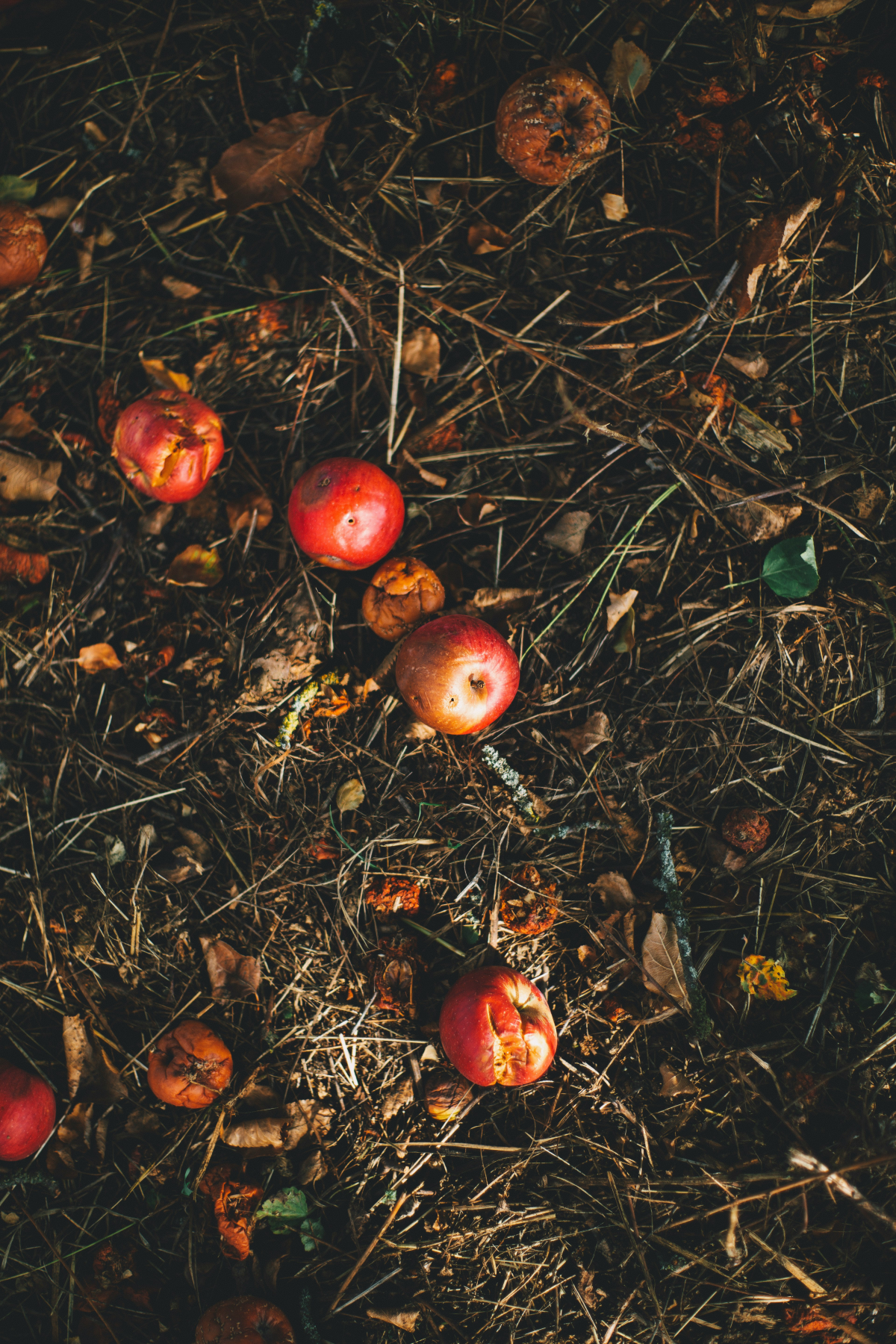 compost with apples