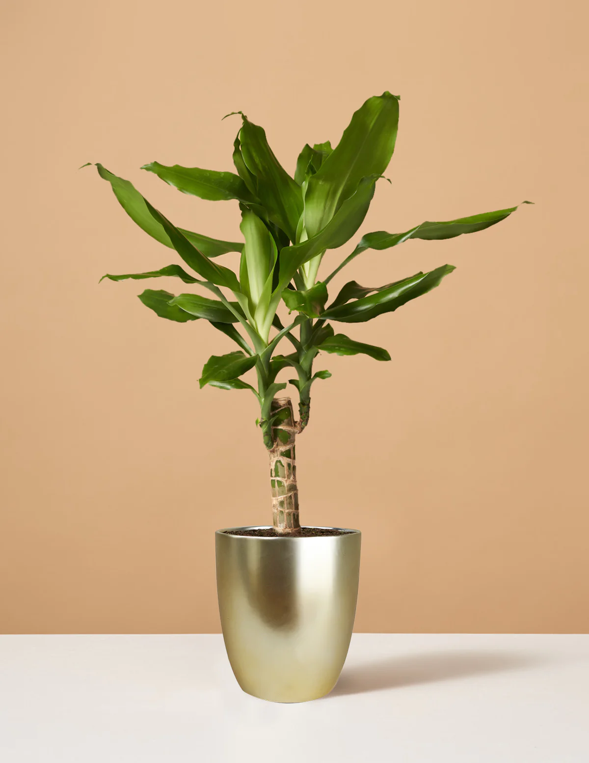 corn plant dracaena fragrans.jpg