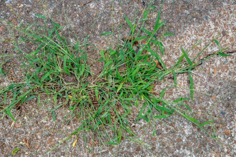 crabgrass broken through pavement