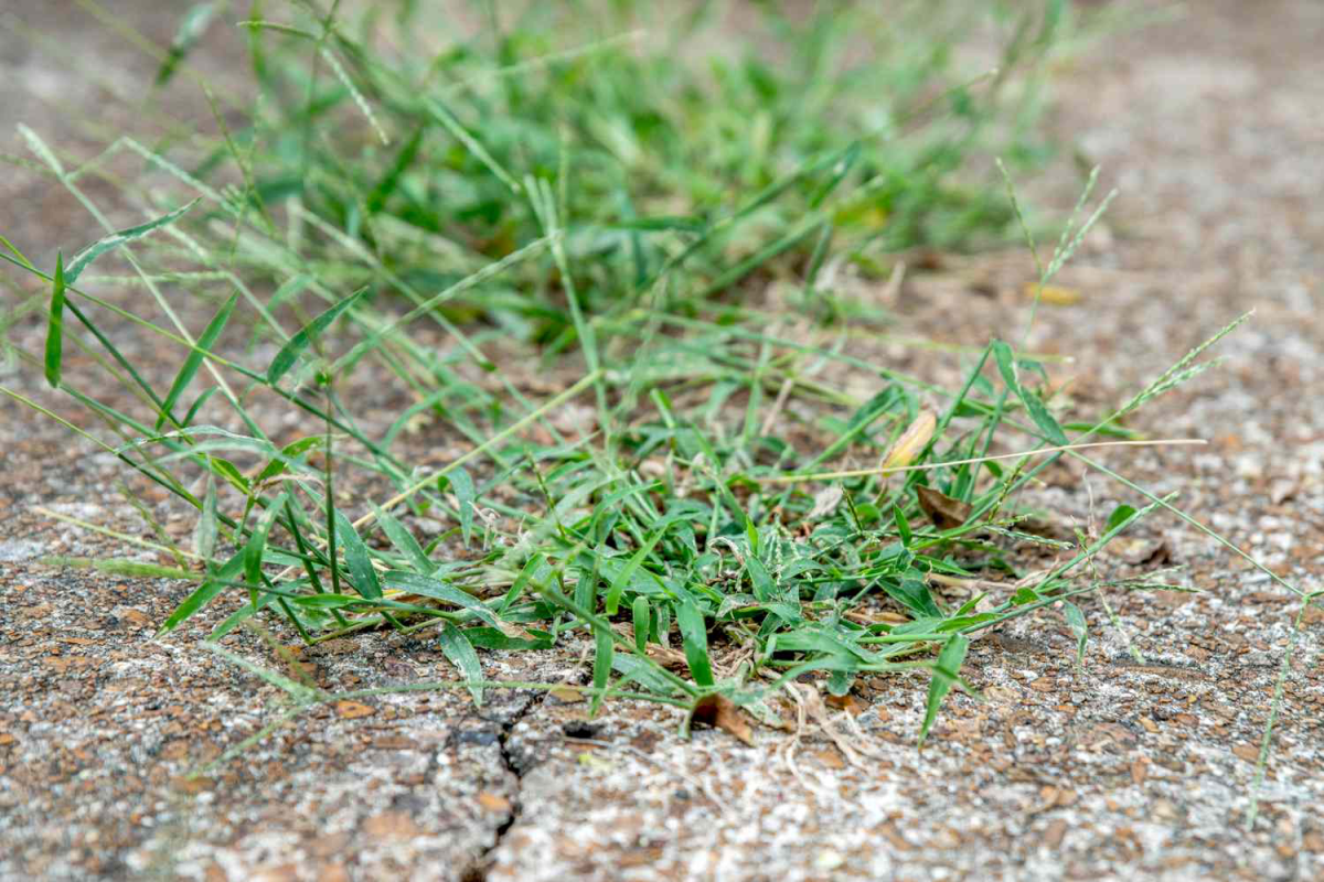 crabgrass cracking thorugh pavement