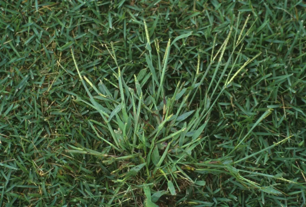 crabgrass in grass