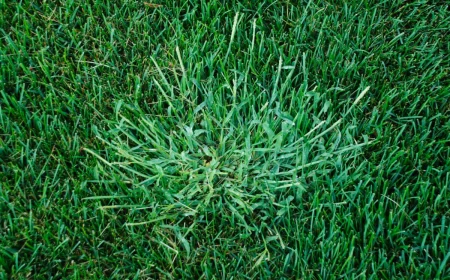 crabgrass on lawn