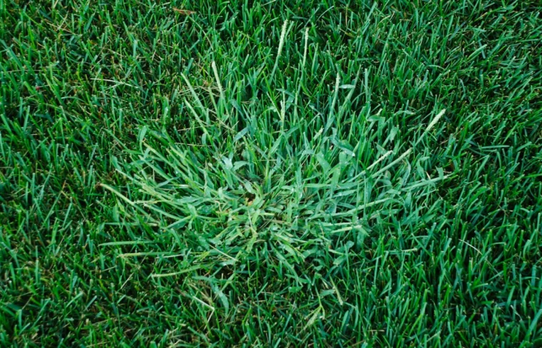 crabgrass on lawn