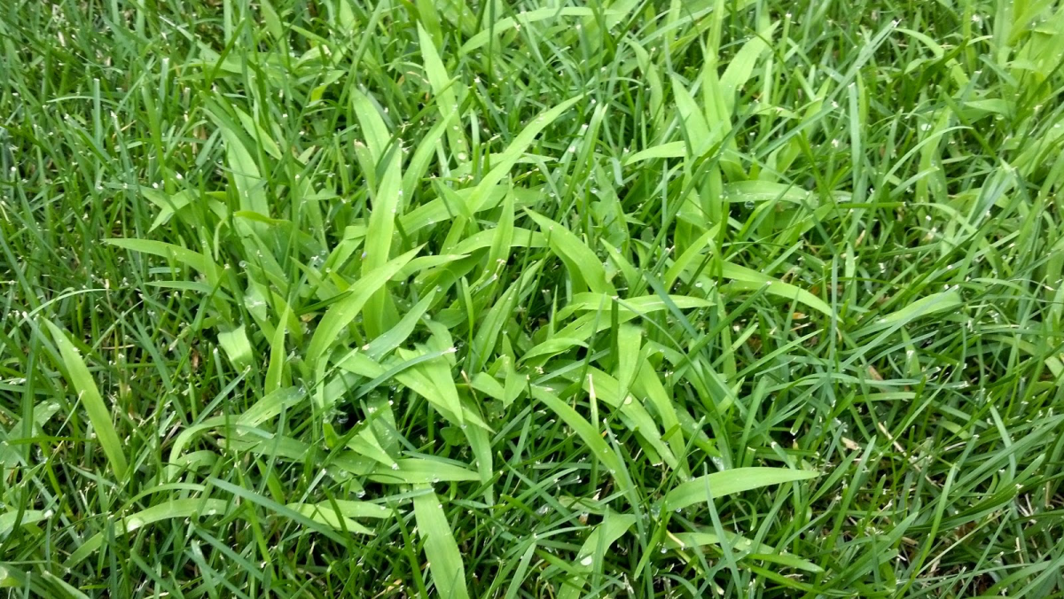 crabgrass on lawn up close