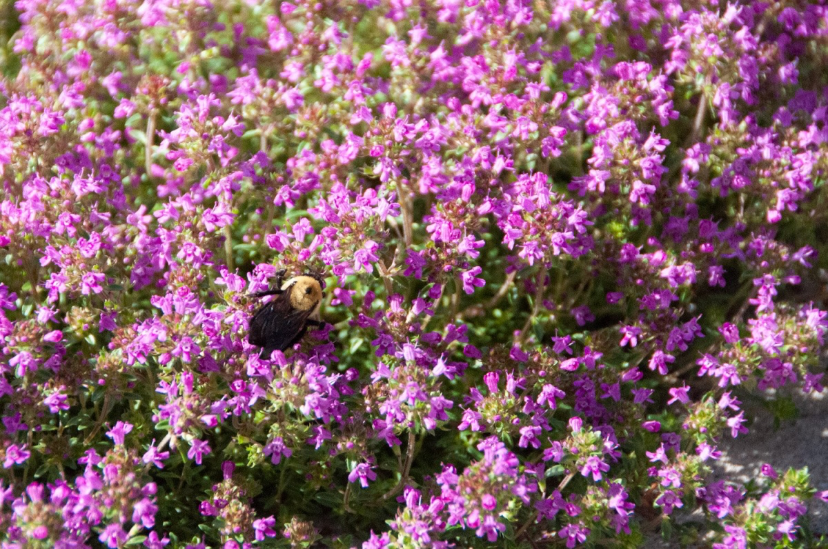 creeping red thyme ground cover