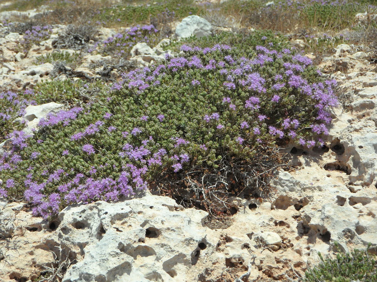creeping thyme for ground cover.jpg