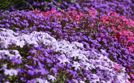 creeping thyme how to plant