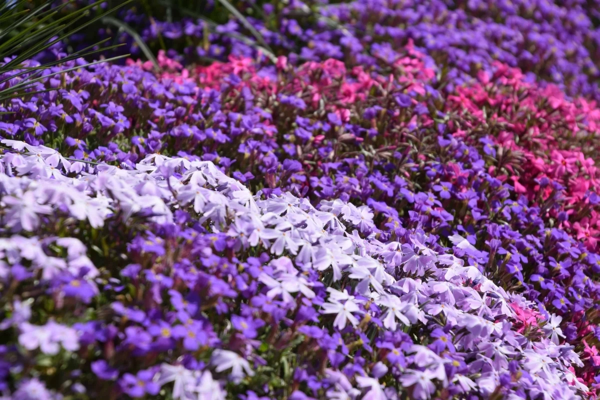 creeping thyme how to plant