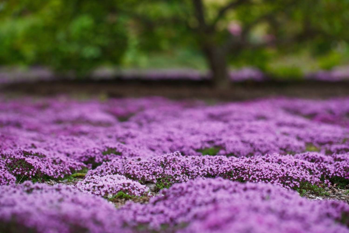 creeping thyme lawn pros and cons