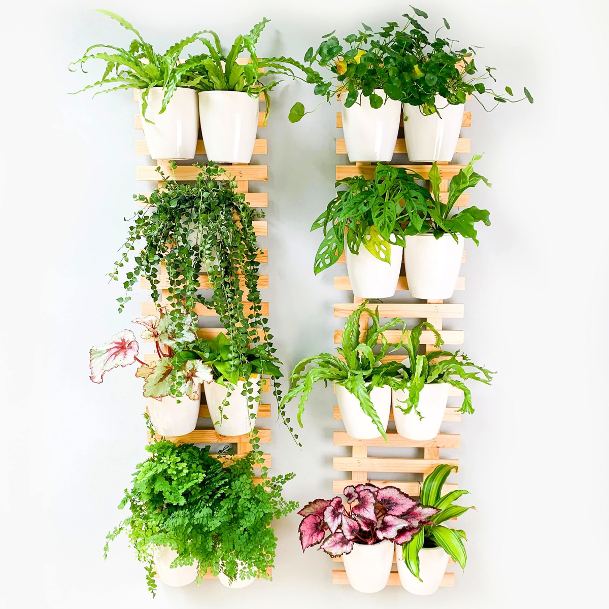 decorating walls with plants