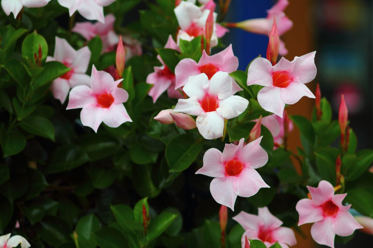 difference between mandevilla and dipladenia