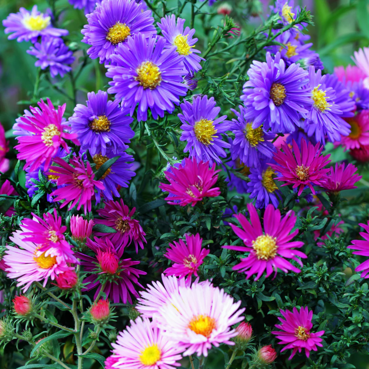 different colors of aster flower