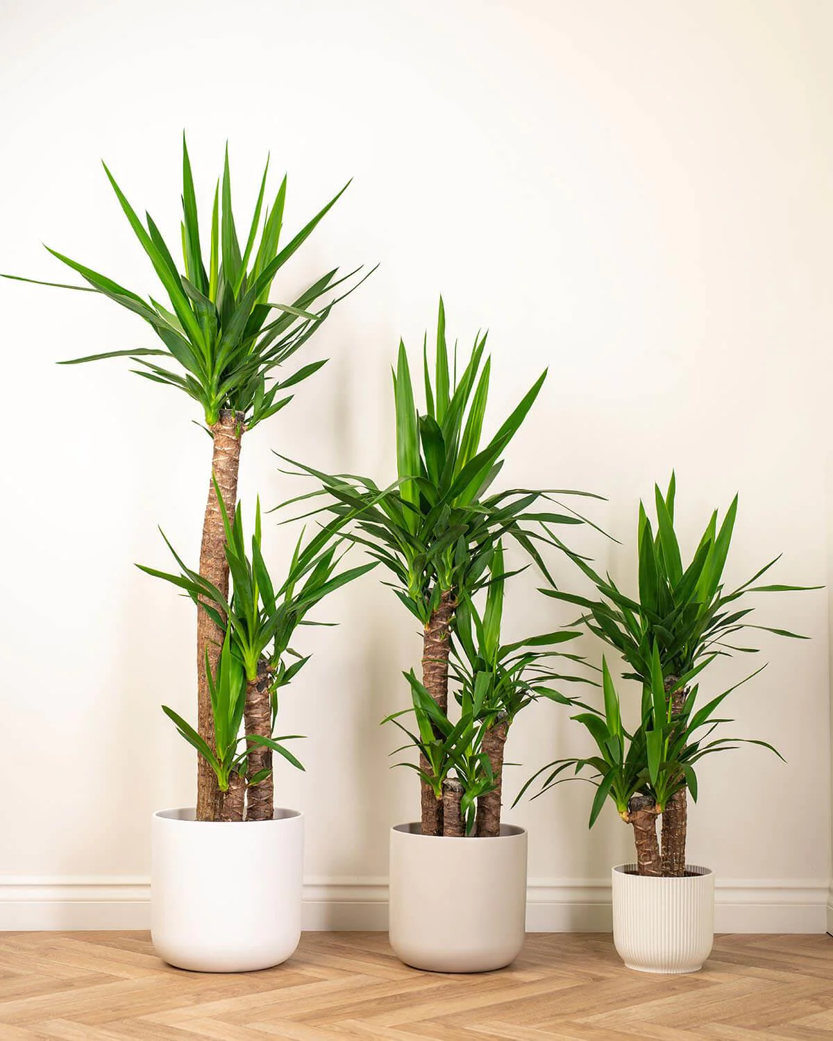 different sized yucca plants