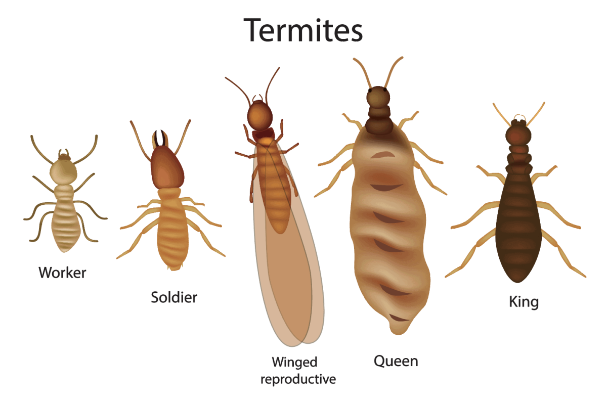 different types of termites