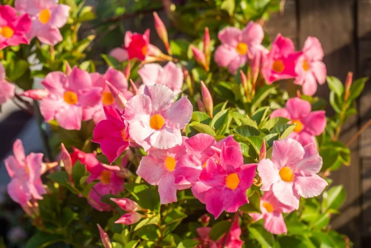 dipladenia bush in landscape