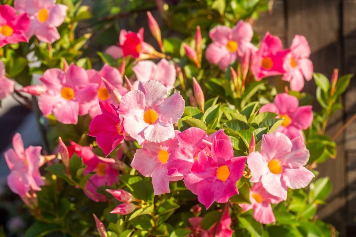 Dipladenia: Your Guide to Growing & Caring for this Lush Plant