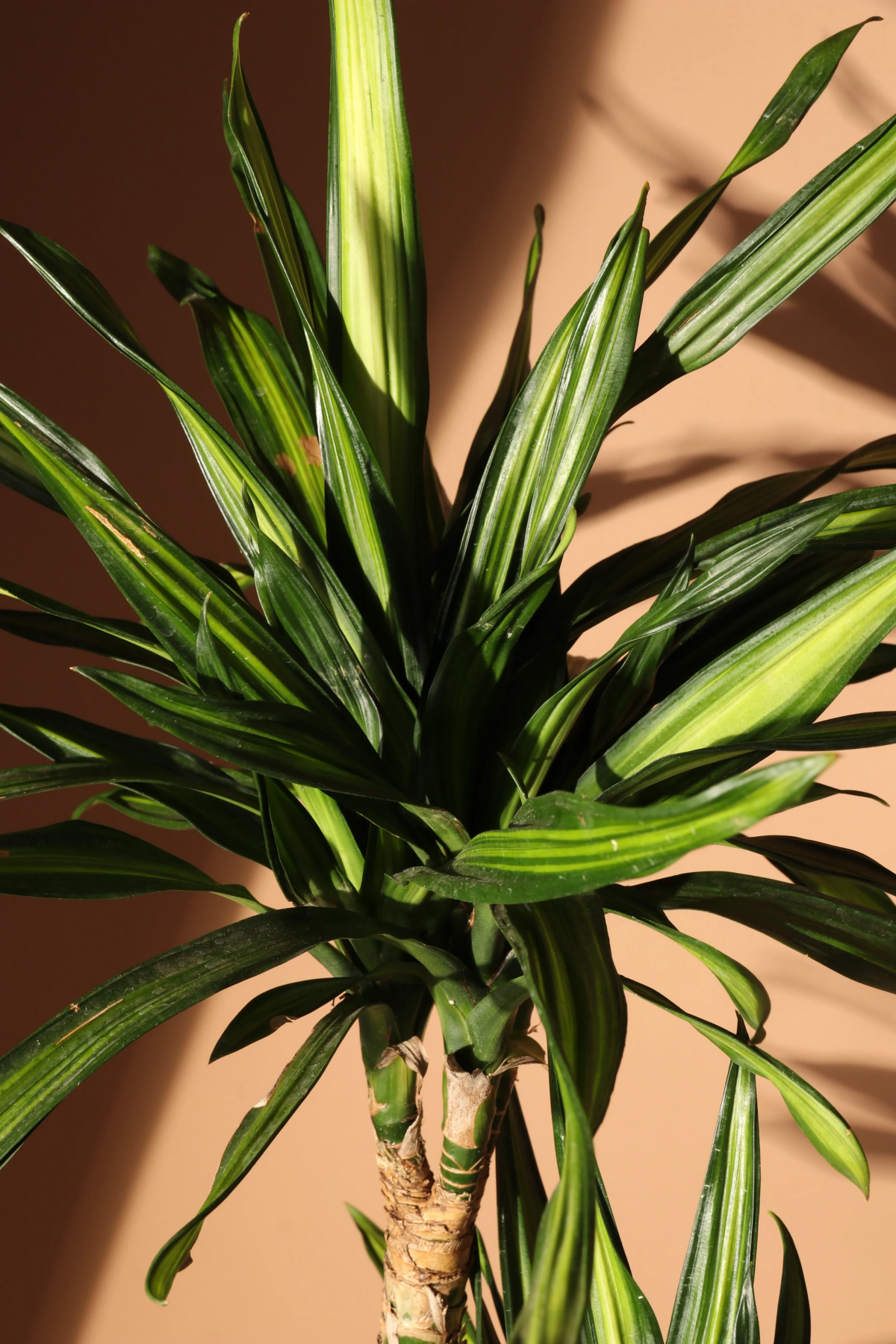 dracaena fragrans propagation.jpg