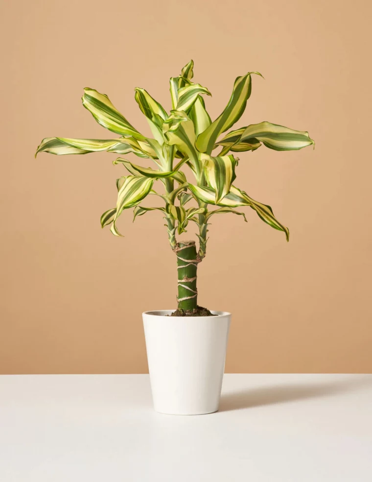 dracaena fragrans toxic to cats.jpg