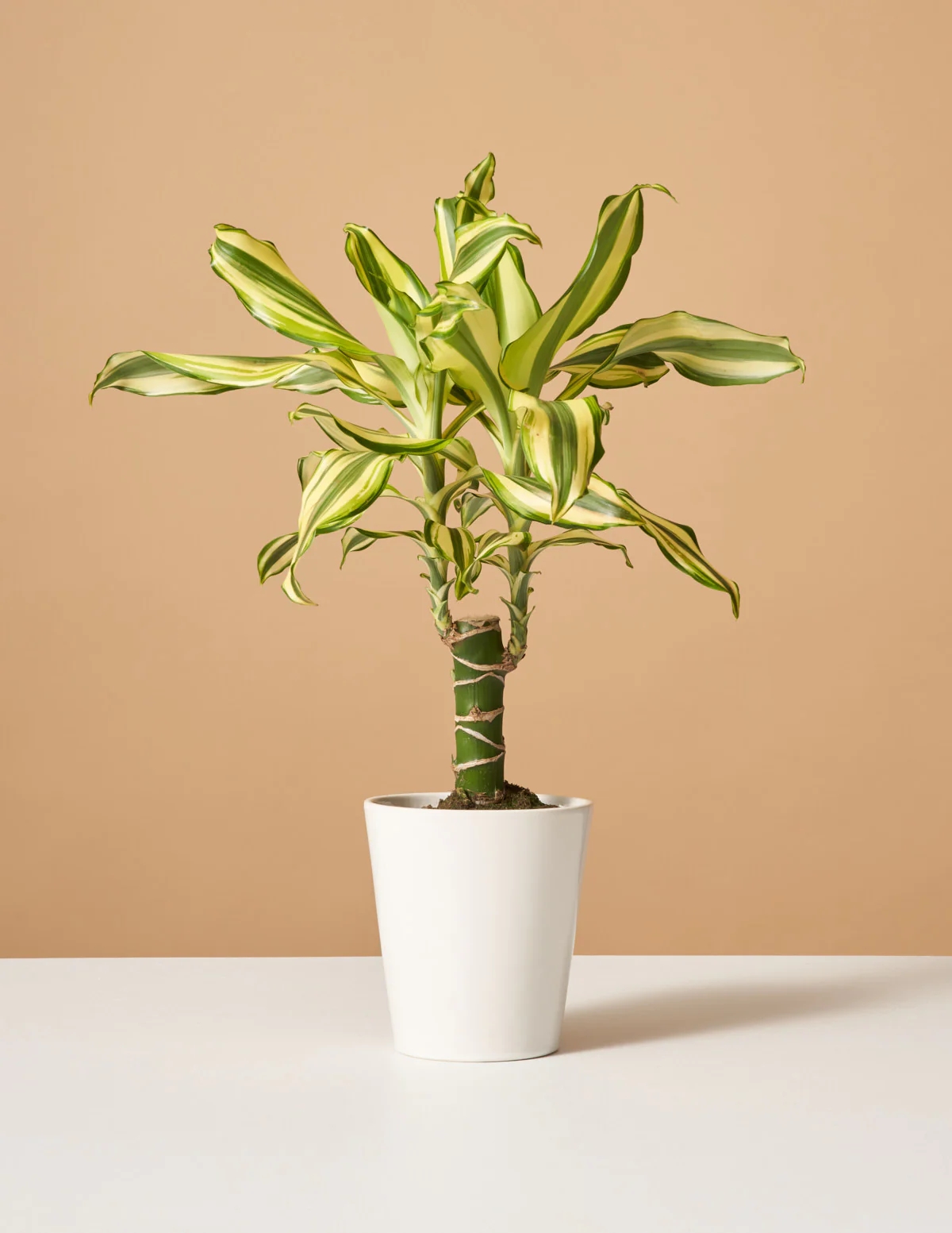 Your Handy Guide for Taking Care of a Dracaena Fragrans