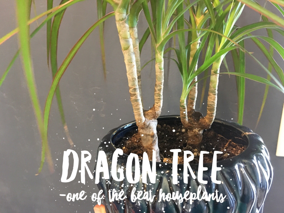 dragon tree houseplant care