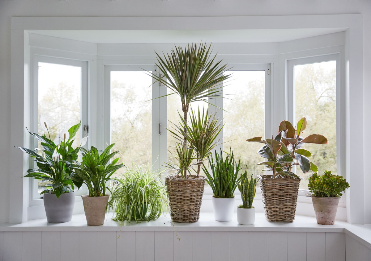 dragon tree indoor care tips
