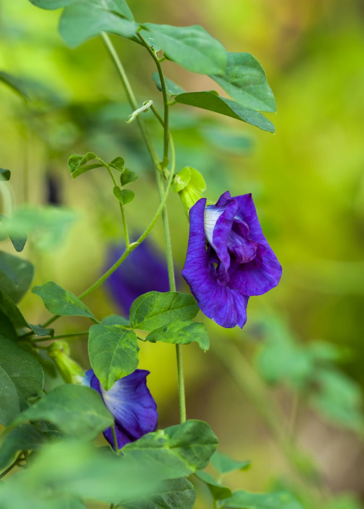 dried butterfly pea flower.png