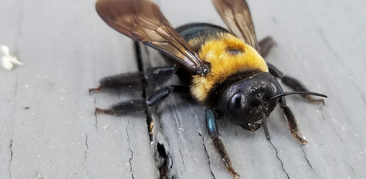 eastern carpenter bee