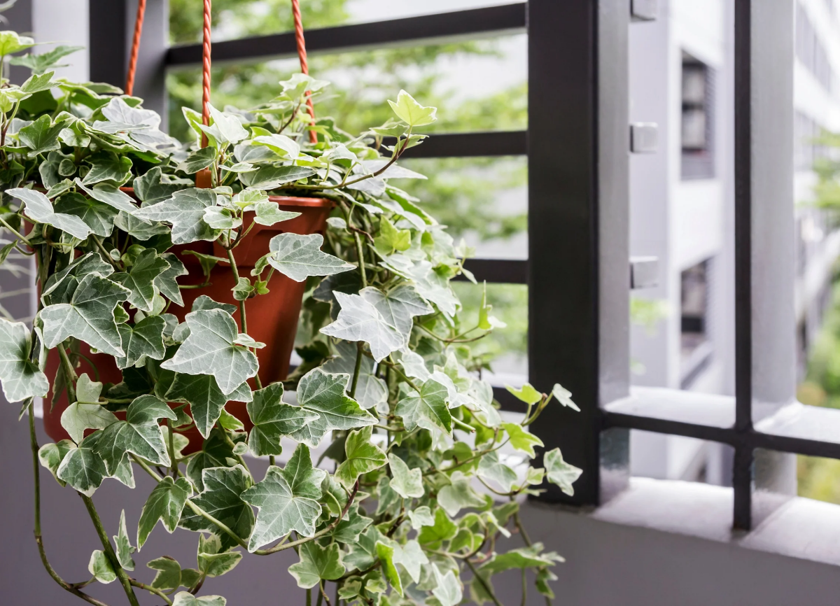 english ivy houseplant