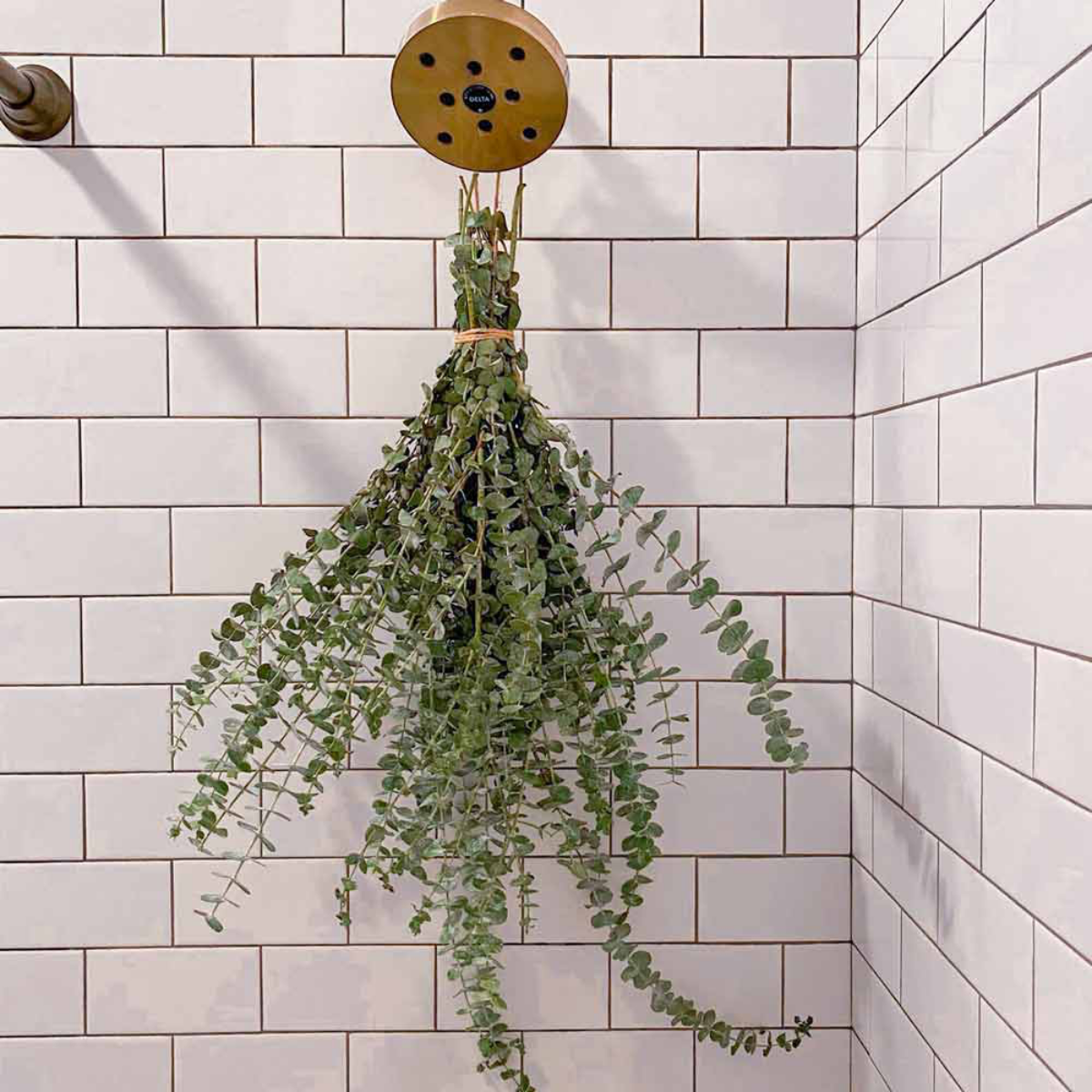 eucalyptus shower hanging on shower head