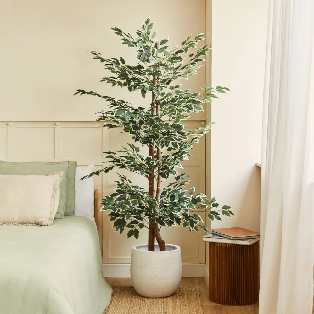 ficus tree indoor plant.jpg