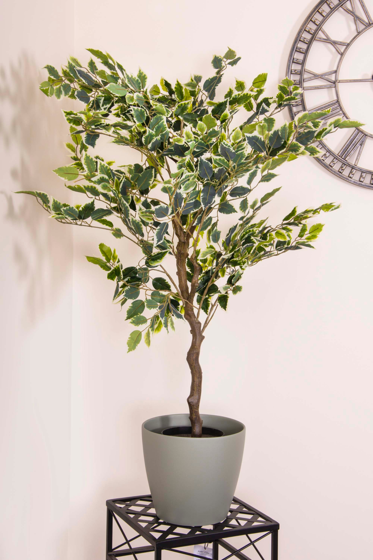 ficus trees for indoors