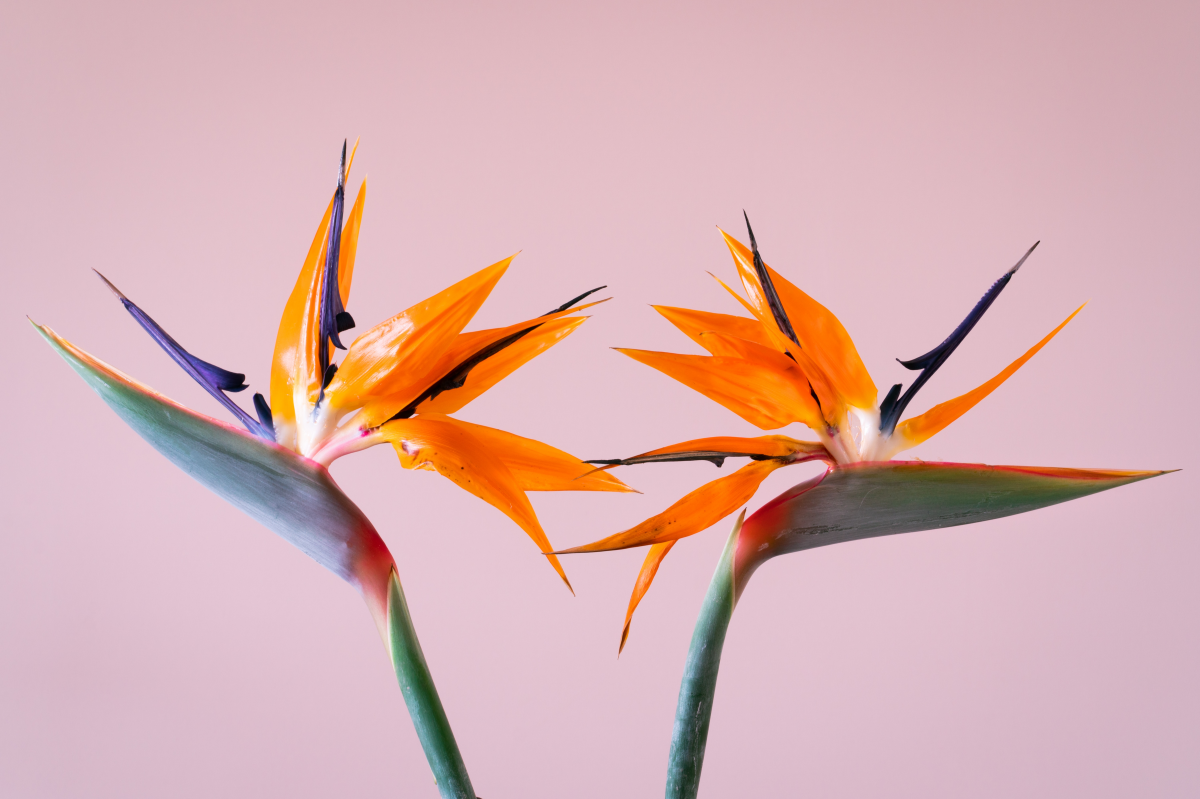 flowers birds of paradise on pink background